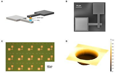 Investigation on the Stabilizing Effect of Titanium in HfO2-Based Resistive Switching Devices With Tungsten Electrode